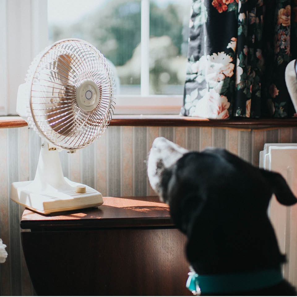 Canicule : les astuces pour garder son logement au frais 