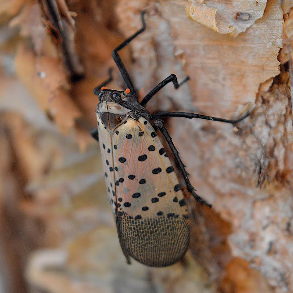 LA LUTTE BIOLOGIQUE CONTRE LA FLAVESCENCE DORÉE PROGRESSE